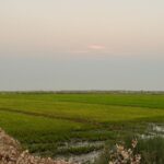 Cultivating Crisis: The Neglected Perspective of Iraqi Rice Farmers