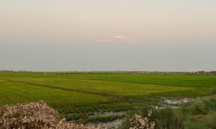 Cultivating Crisis: The Neglected Perspective of Iraqi Rice Farmers