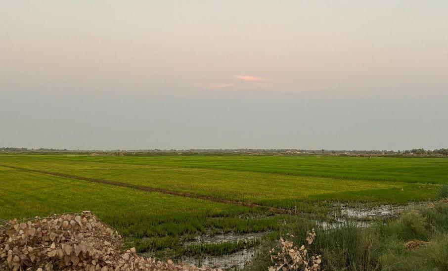 Cultivating Crisis: The Neglected Perspective of Iraqi Rice Farmers